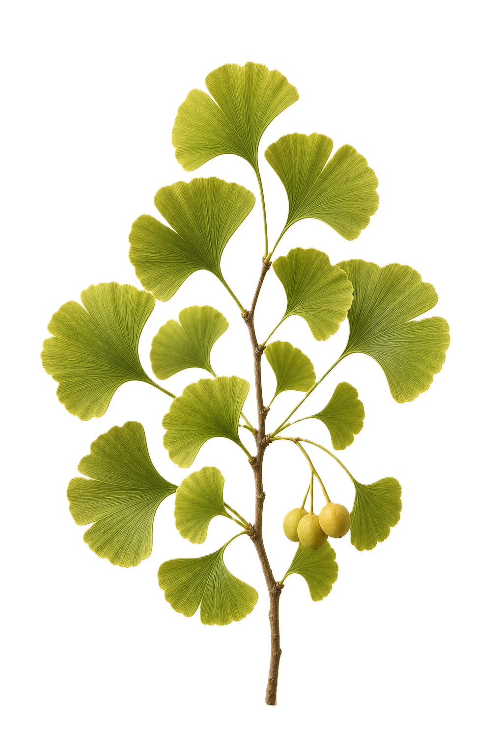 Ginkgo botanical ingredient